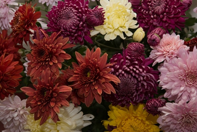 Chrysanthemum Harvest